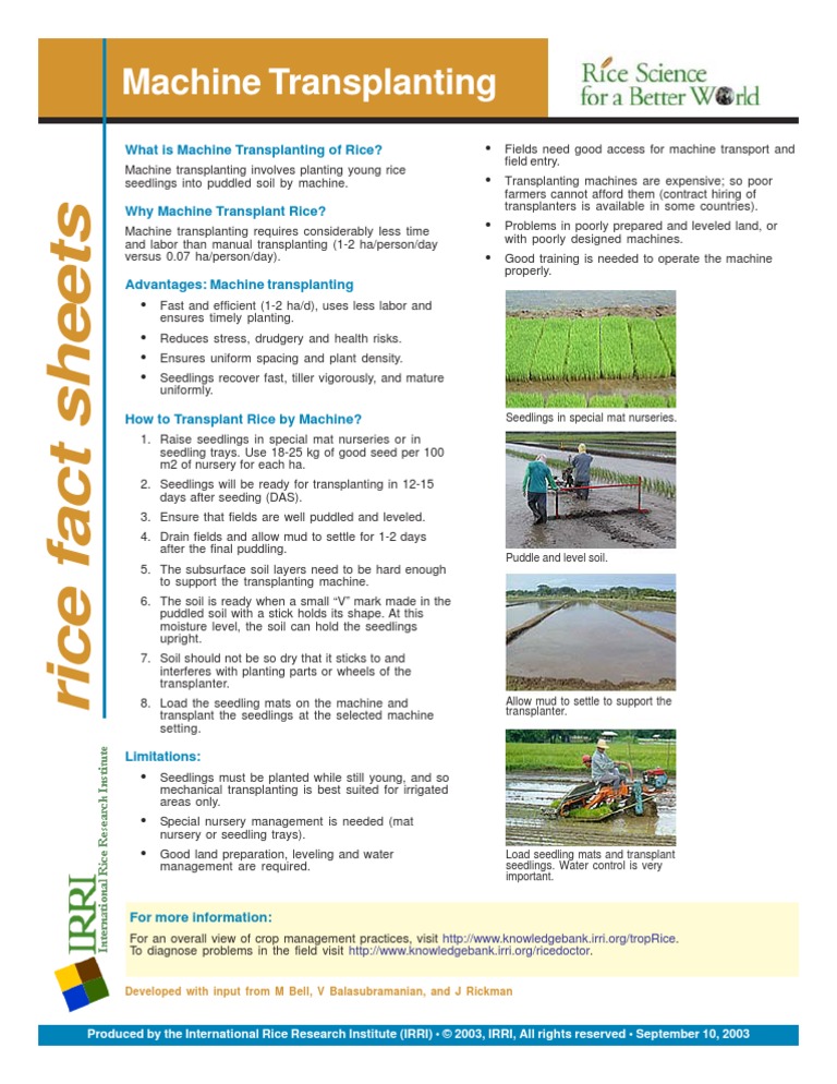 Machine Transplanting Rice Guide | PDF