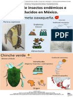 Infografía. Insectos