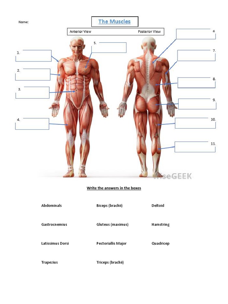 The Basic Muscles Worksheet | PDF