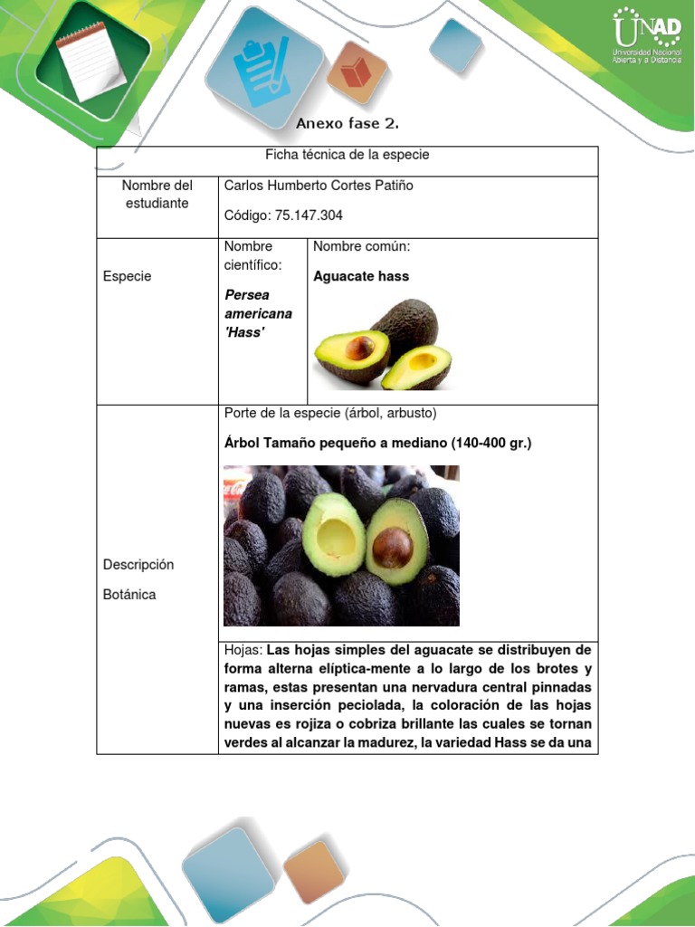 Anexo Fase 2 Ficha Tecnica de La Especie( Aguacate Hass) Aguacate