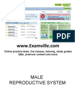 Male Reproductive System