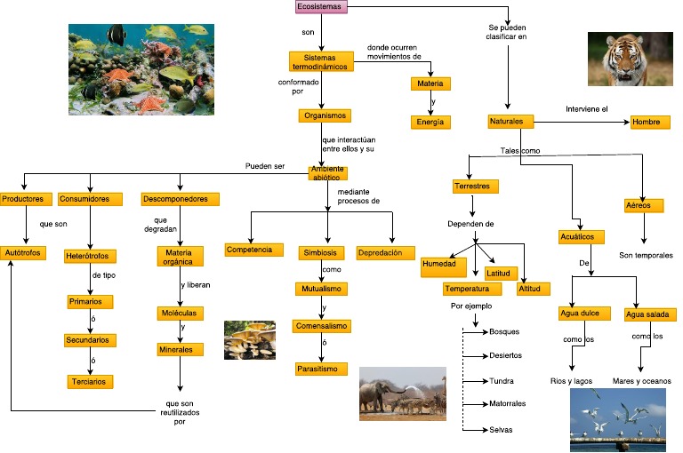 Mapa conceptual de ecosistemas.