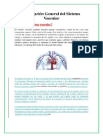 Sistema Vascular: Descripción y Funciones Principales