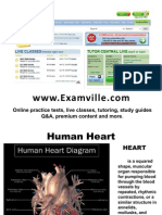 Human Heart