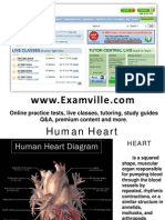 Human Heart