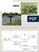 Nota de Aula - 7 Ano - CFB - Gimnospermas