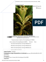 Phytophthora Blight (Phytophthora Nicotianae ) on Burley Tobacco (Nicotiana Tabacum (Burley Type)) - 1440052