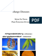 Mango Diseases: Myint Nu Thwin Plant Protection Division