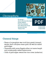 Chrysopthyta Presentation