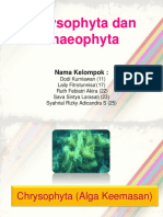 Crysophyta dan Phaeophyta
