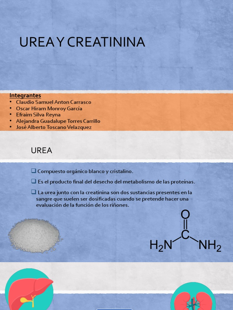 Urea y Creatinina | Creatinina | Riñón