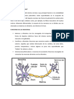 Qué Son Las Neuronas