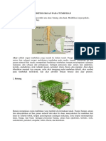 SISTEM ORGAN TUMBUHAN