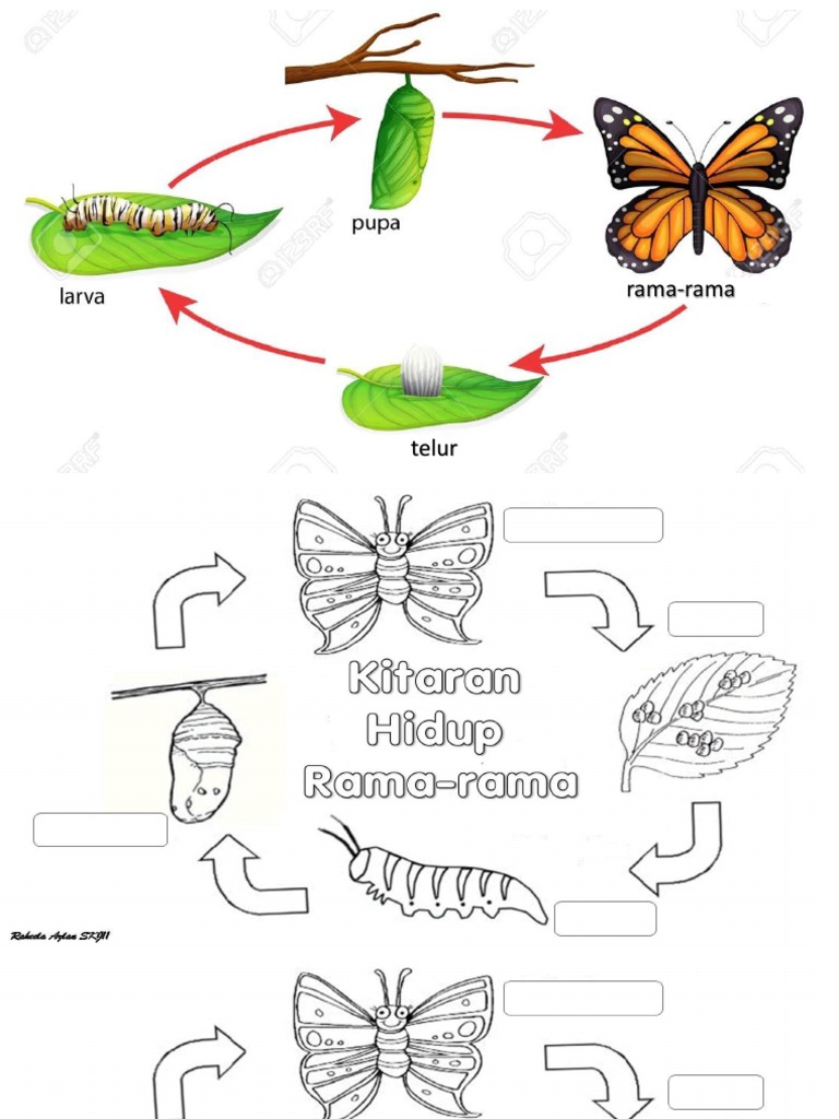Kitar Hidup Rama2 Pdf