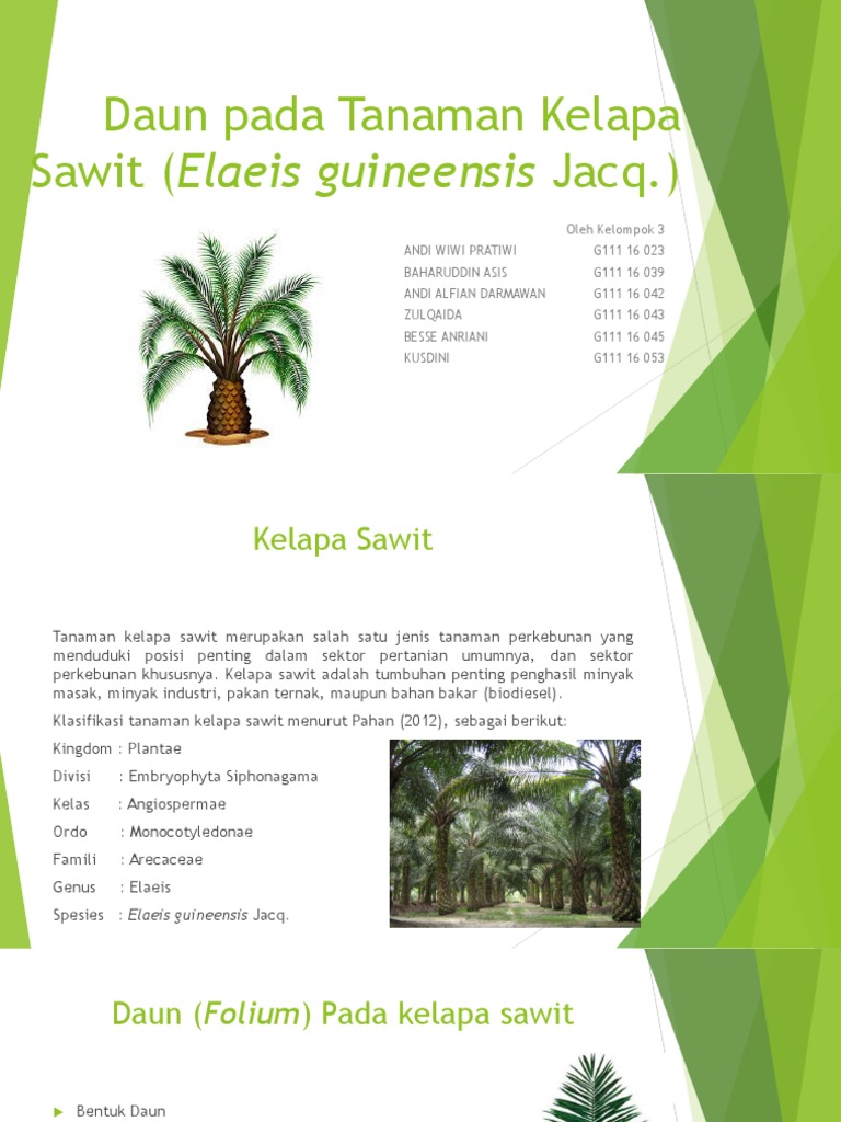 Salah Satu Jenis Tanaman Perkebunan Adalah Berbagi Tanam Salah Satu Jenis Tanaman Perkebunan Adalah Berbagi Tanam