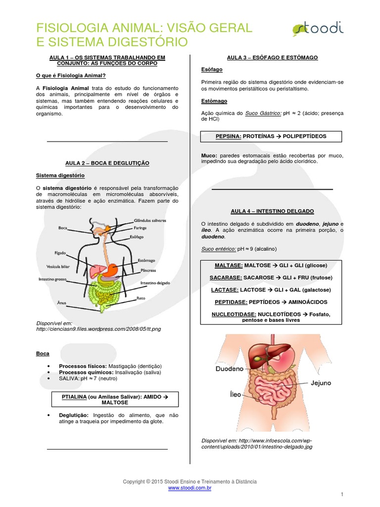 Ciencias Morfofuncionais Do Sistema Digestorio Endocrino E Renal Pdf