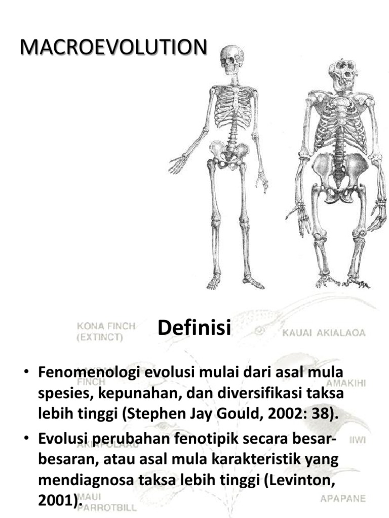 Macro Evolution | PDF
