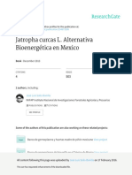JatrophacurcasL.alternativa BioenergeticaenMexico