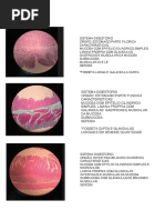 Todas as Laminas 2019