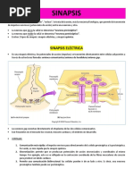 Sinapsis química: Funcionamiento y terminación | PDF | Sinapsis ...