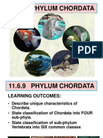 Chordata Characteristics and Classification