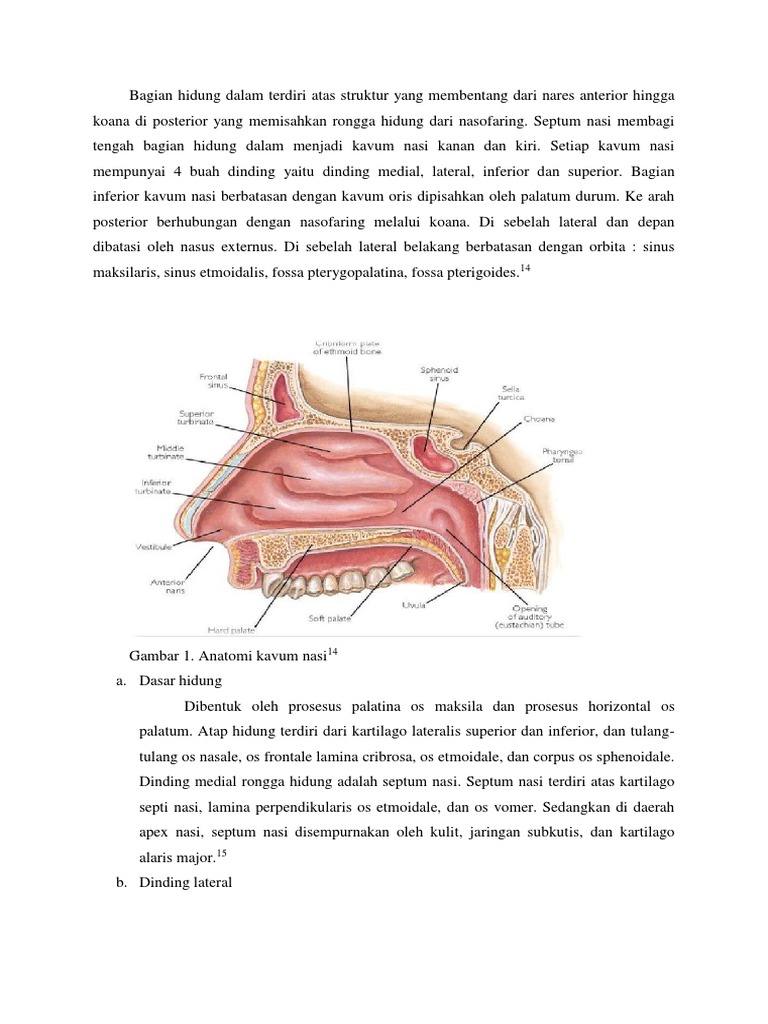 Anatomi dan Struktur Hidung Manusia | PDF