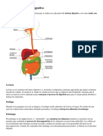 Función Del Sistema Digestivo