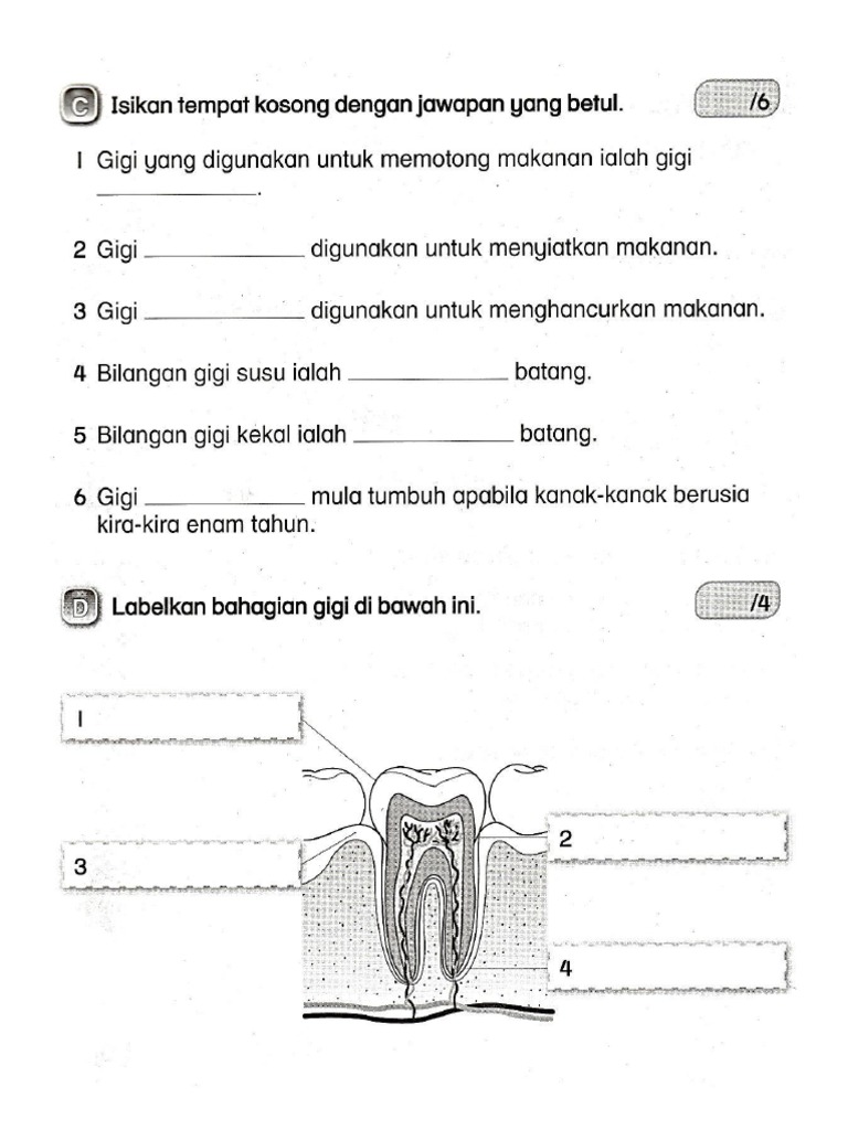 Latihan Gigi Susu Dan Kekal Pdf