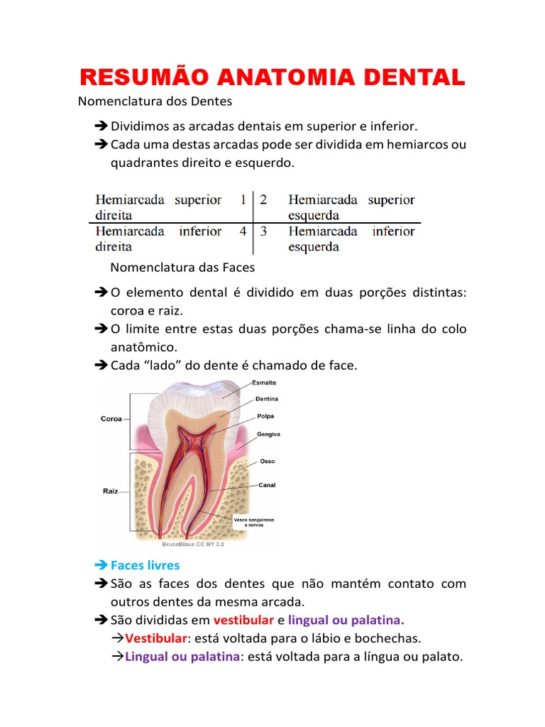 Resumão Anatomia Dental | Dente | Boca