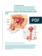 Sistem Reproduksi Pada Manusia