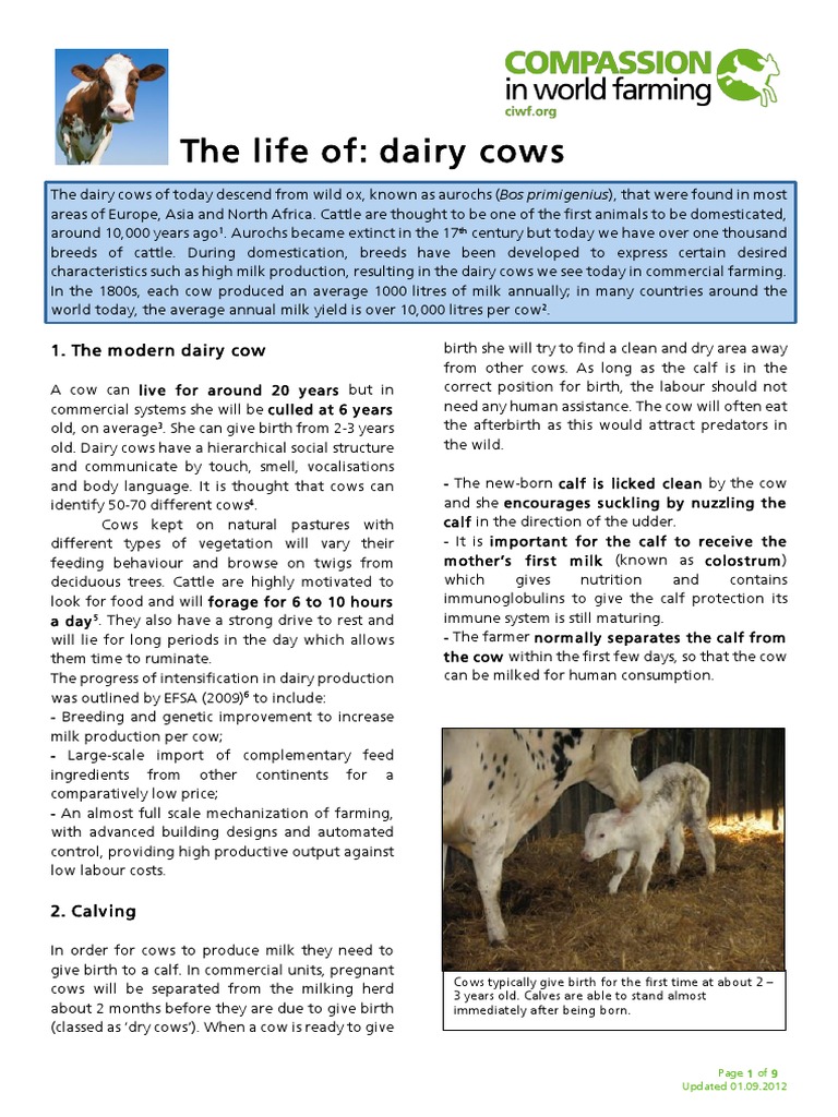 The Life of Dairy Cows PDF | PDF | Calf | Dairy Cattle