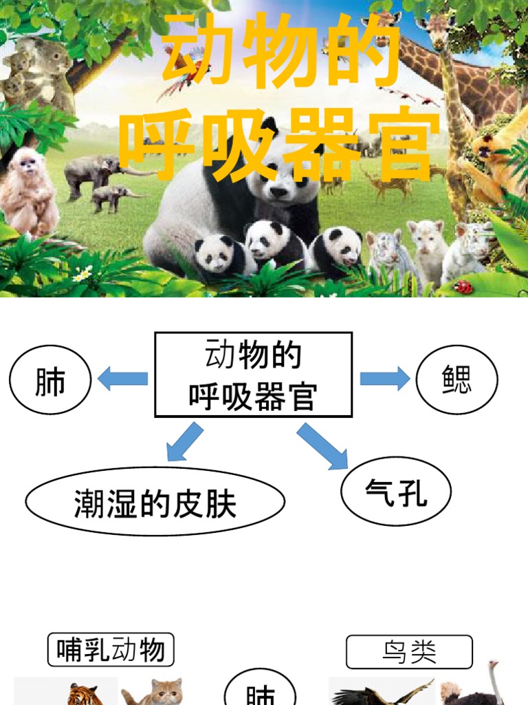动物的呼吸器官 Pdf