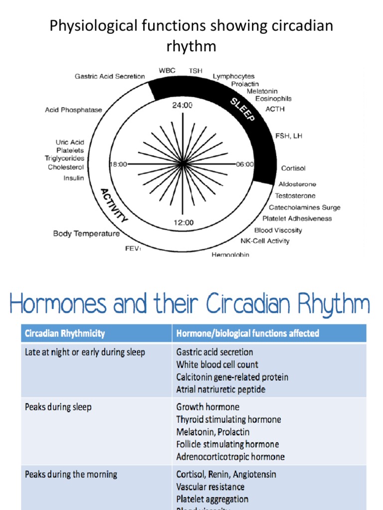 Physiological Functions Showing Circadian Rhythm PDF Tablet (Pharmacy) Circadian Rhythm