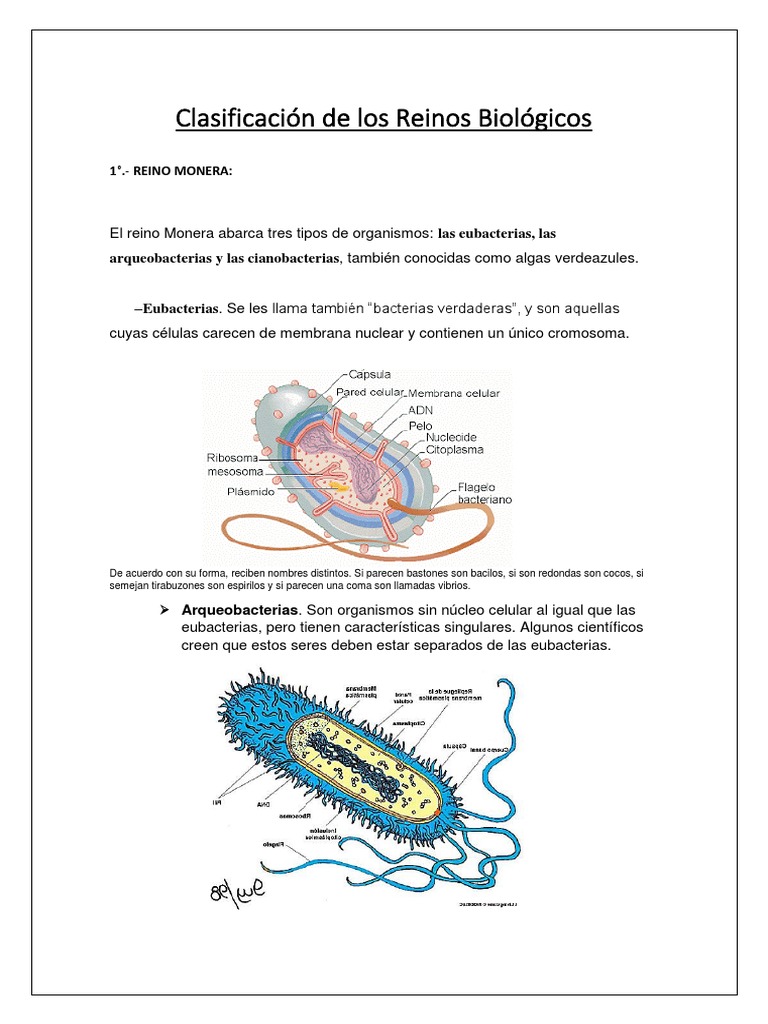 Clasificación de Los Reinos Biológicos | PDF | Algas | Hongo