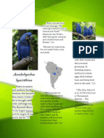 Hyacinth Macaw Brochure