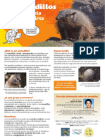 Armadillos Buenos Aires (Abba) PDF
