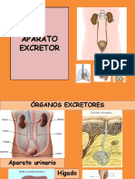 Aparato Excretor PDF