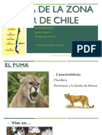 Fauna Del Sur de Chile