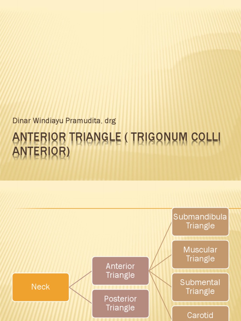 Anterior Triangle of the Neck | PDF | Common Carotid Artery ...