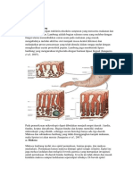 Histologi Lambung TPP Blok 11