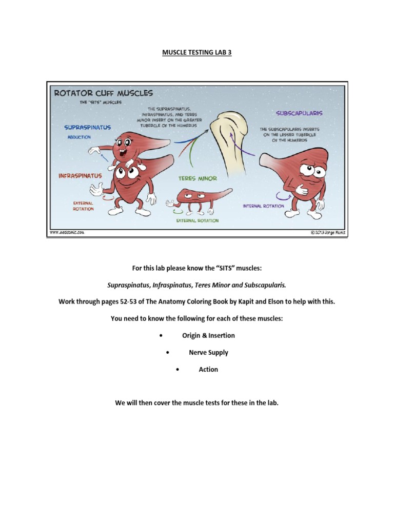 Muscle Testing: SITS Muscles Guide | PDF