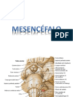 Estructuras del mesencéfalo y sus conexiones
