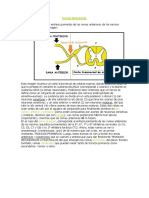 Resumen_Plexo_braquial.pdf