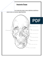 Pinta - Anatomia