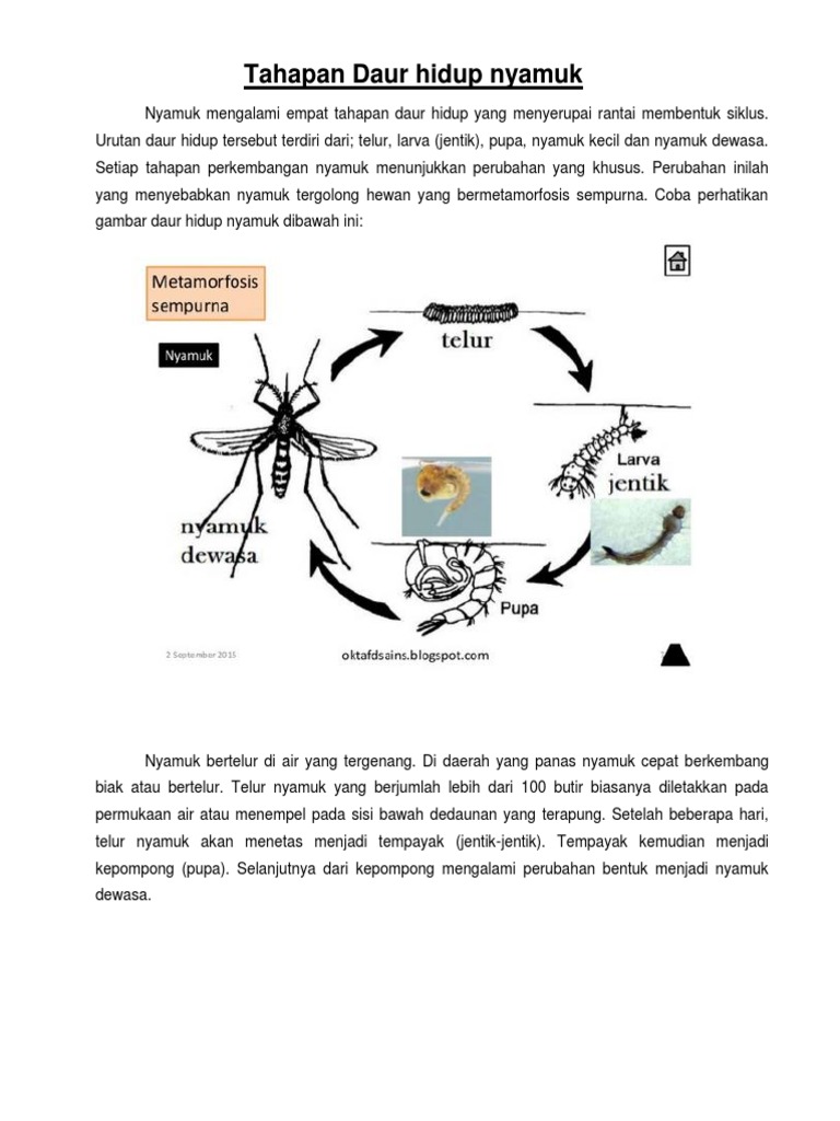 Download Gambar Nyamuk  Bergerak Downloadjpg