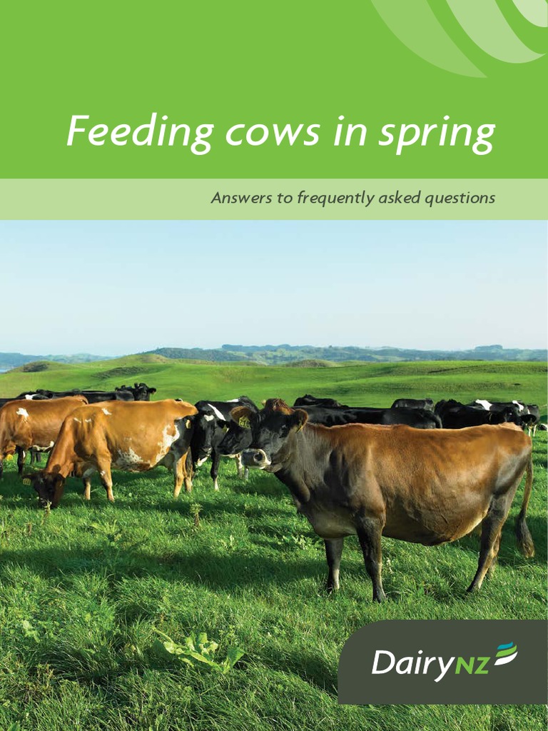 Dairynz Feeding Cows in Spring Cattle Milk