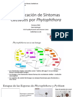 04 Phytophthora Id SPANISH Final