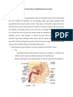 Anatomi Organ Reproduksi Manusia