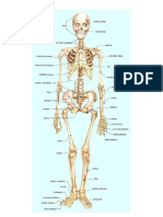 Skeleton System