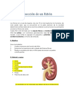 Práctica 7 Disección de Riñon